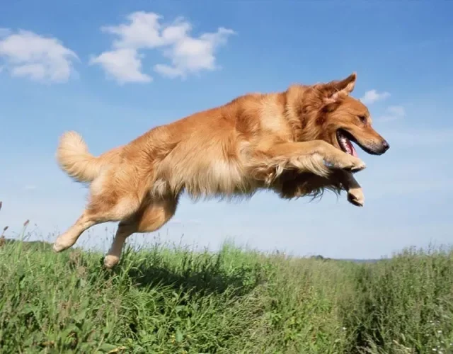 Golden Retriever pulando em gramado