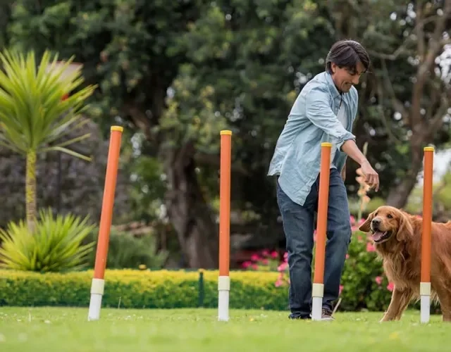 Golden Retriever fazendo treino de agility