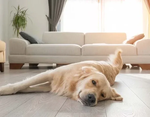 Golden Retriever deitado no chão da sala