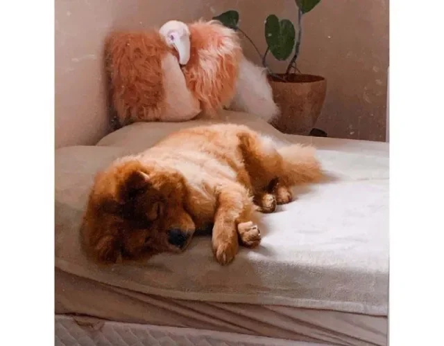 Cachorro Chow Chow: o Aslan quase não dá trabalho e passa o dia dormindo