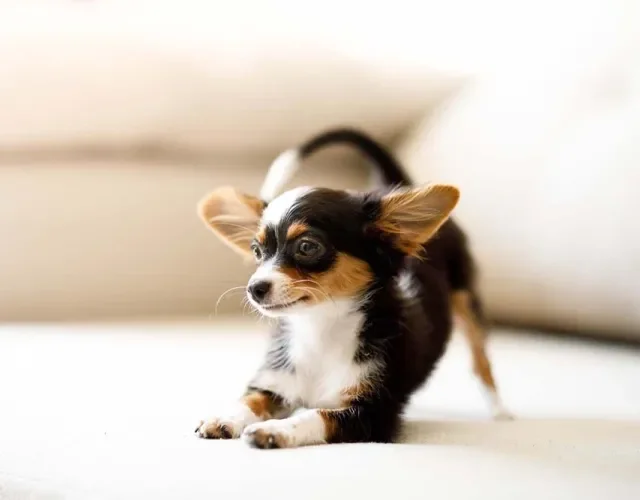 Coragem é a palavra que define o Chihuahua