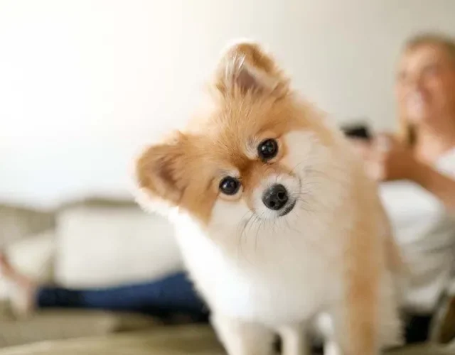 Cachorro pequeno: porte para apartamento ideal é o do Lulu da Pomerânia