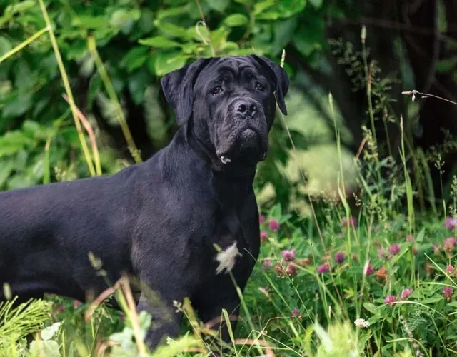 Thor é um nome de cachorro preto e grande que faz jus ao seu tamanho