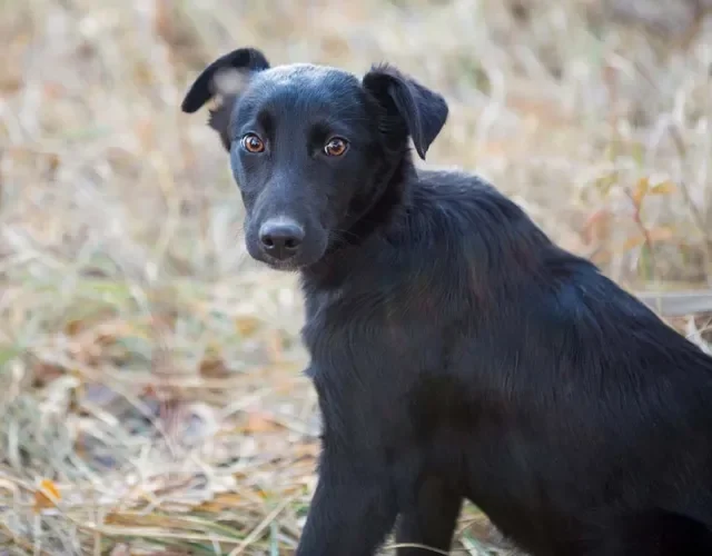 O nome do cachorro preto vira-lata e grande também pode ser forte
