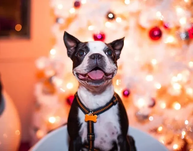 Os cães de duas cores podem receber nome de várias comidas