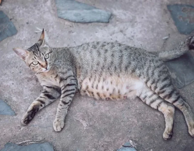 Tempo de gestação de gato: as gatinhas ficam grávidas por dois meses!