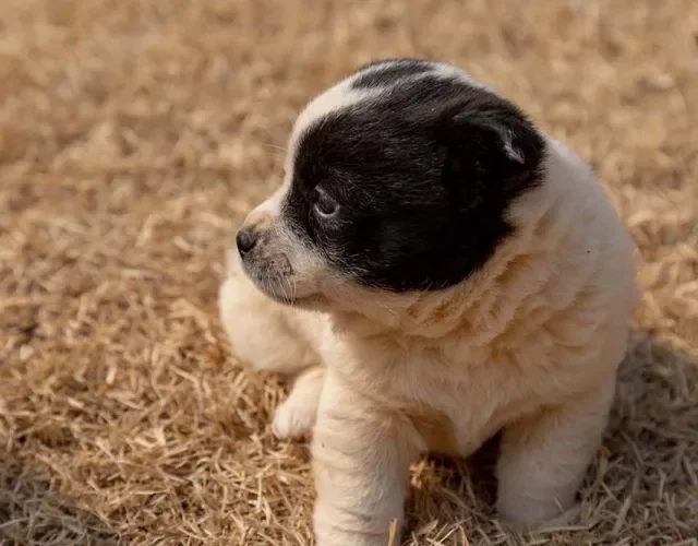 O nome para filhote de cachorro preto e branco pode ser Floquinho
