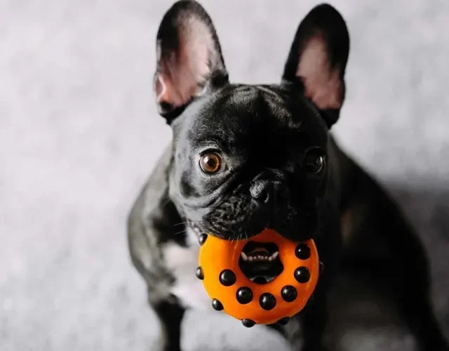 O Bulldog Francês ou Inglês preto pode ser Bidu