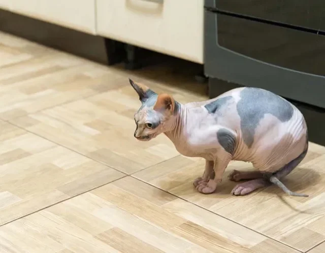 Peterbald é um dos maiores gatos sem pelos