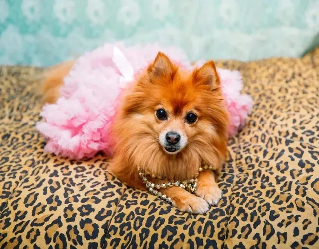 Para decidir um nome, cachorro pequeno tem opções mais sofisticadas Para decidir um nome, cachorro pequeno tem opções mais sofisticadas