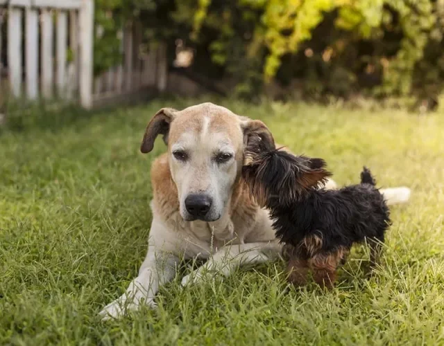 Nomes para cachorro de acordo com a pelagem são outra opção Nomes para cachorro de acordo com a pelagem são outra opção