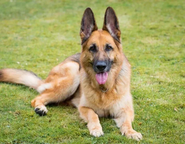 Nome de cachorro Pastor Alemão é o que não falta! Nome de cachorro Pastor Alemão é o que não falta!