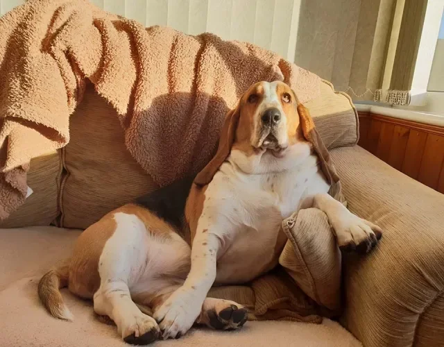  Para o cachorro preguiçoso da raça Basset Hound, nada é melhor do que ficar quietinho
