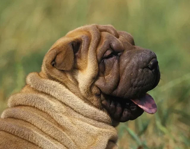 Raça Shar Pei, mesmo sendo independente, precisa se exercitar Raça Shar Pei, mesmo sendo independente, precisa se exercitar