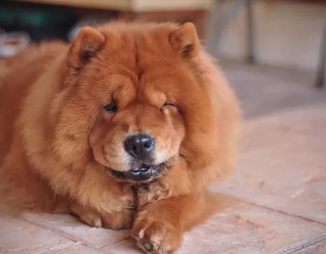 O Chow Chow é conhecido por sua independência O Chow Chow é conhecido por sua independência