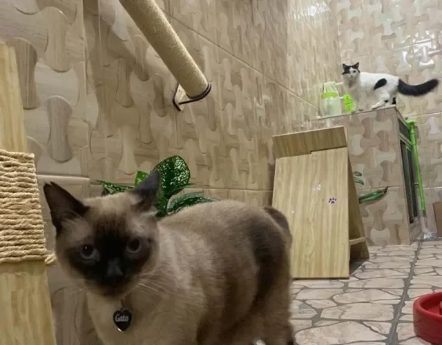 O Gato, da Marcela Fernandes, é uma fofura de Sialata!