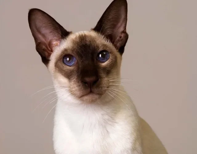 Imagens de gato Siamês e gato Thai: raças orientais são bem parecidas!