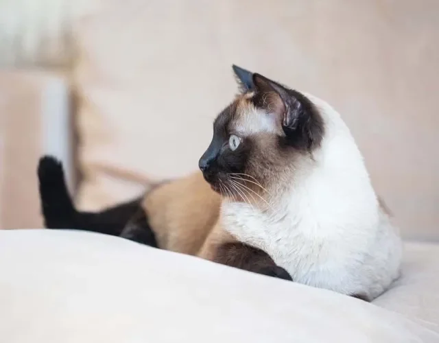 As cores do gato Sialata são as mesmas do gato Siamês: branco, preto e castanho