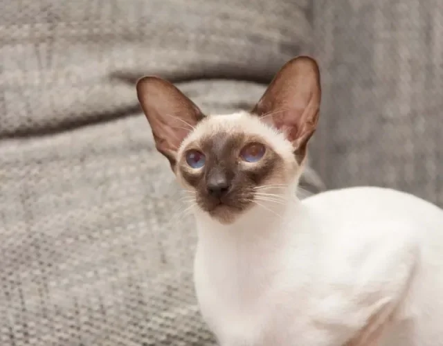 Carinho deve fazer parte da rotina do gato Siamês