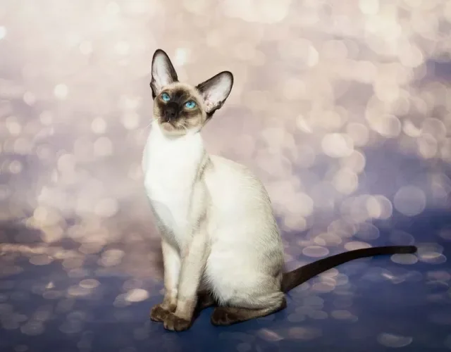 Não vai ter tédio com um gato Siamês em casa!