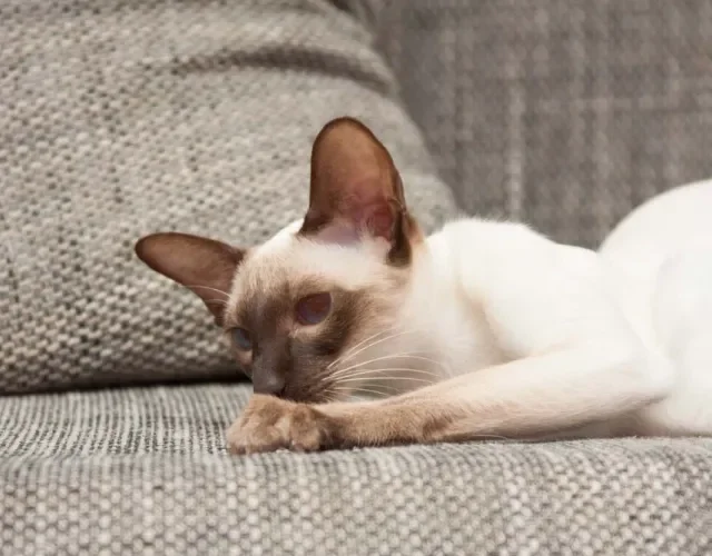 O filhote de gato Siamês tem os olhos brilhantes e azuis