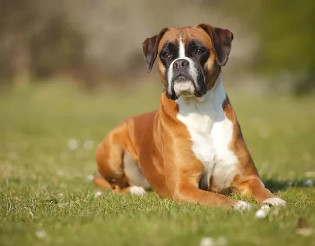 Para conviver com o cachorro, Raça Boxer deve ser socializada