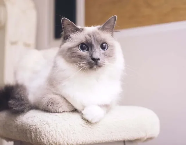 Ragdoll: raça é muito popular entre os amantes de felinos