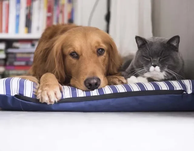 Gato ou cachorro: seja qual for sua escolha, não são apaixonantes esses dois dormindo juntinhos?