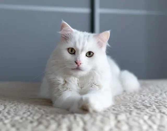 Angorá: gato costuma ter os pelos bem branquinhos