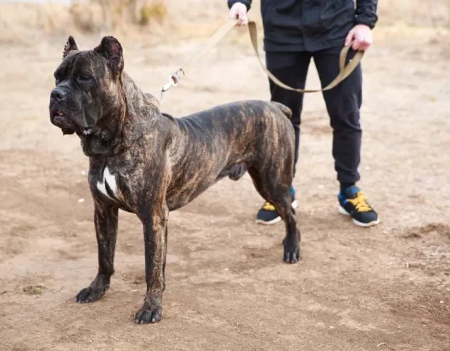 Alguns tipos de Pitbull podem ser cão guia e babá de crianças deficientes