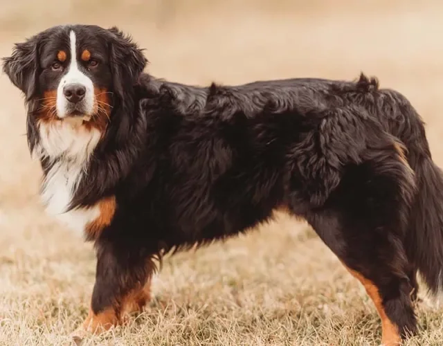 A pelagem do Bernese precisa de escovação diária