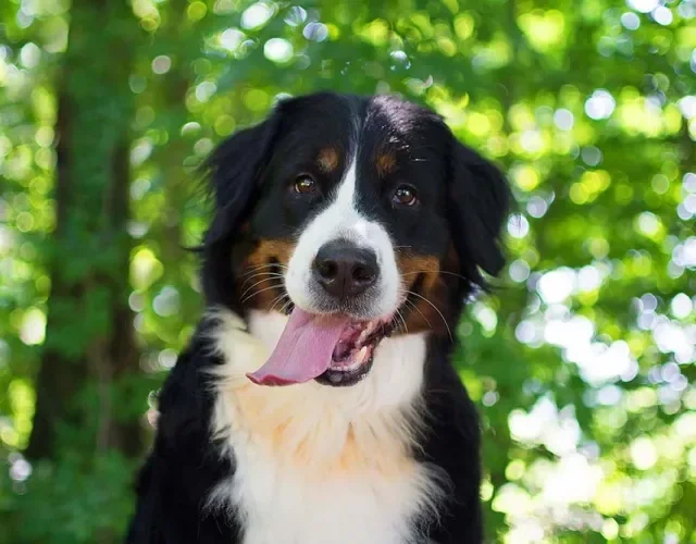 Pelos do Bernese são marcados por preto com manchas brancas e marrom avermelhadas