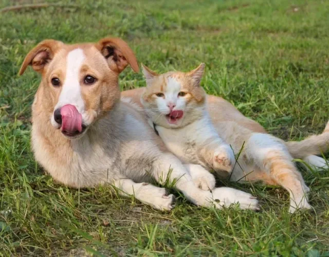 Cachorro e gato: cara de um, focinho de outro! Estamos sem condições pra essa foto!
