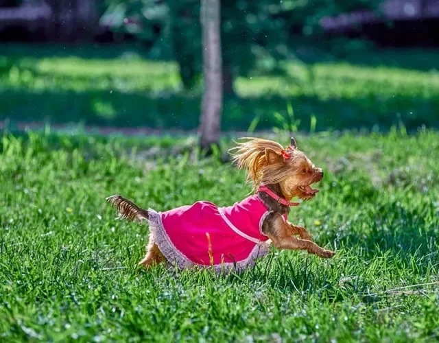 Deusas gregas podem ser inspiração de nome para cachorra fêmea pequena Yorkshire