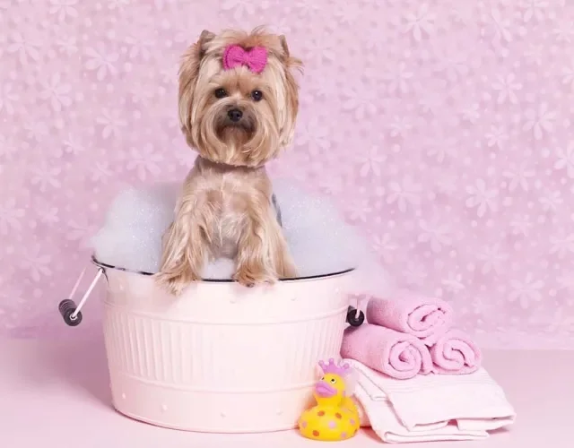 Nome para cachorro pequeno fêmea Yorkshire: raça merece mesmo mimo de uma diva como Rihanna.