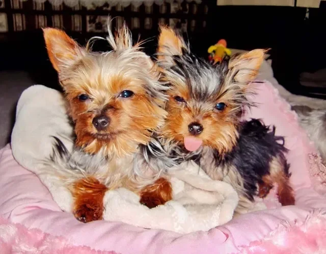 Nomes para cachorro yorkshire curtinhos e fáceis: Luma, Sia, Zé, Téo e muitos outros!