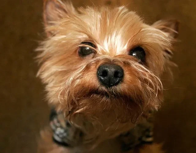 Nomes para cachorras pequenas em homenagem a grandes mulheres: Greta, Cleópatra, Malala e Marylin