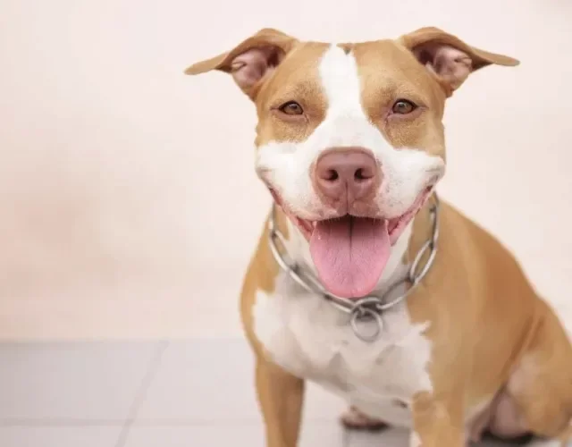 Jolie - bonita em francês - é um bom nome de cadela Pitbull.