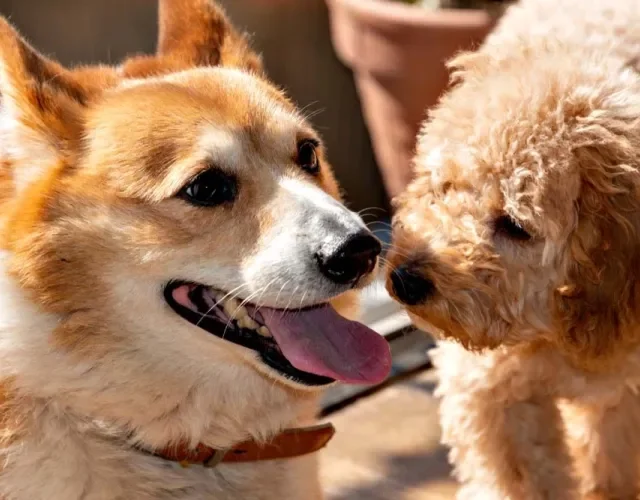 Corgipoo: Poodle é um cão com mais misturas de raças de cachorro