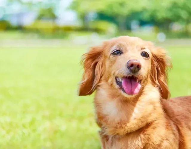 GoldenDasch e Corgi Alemão: Mistura de raça de cachorro pode deixar uma raça grande pequena