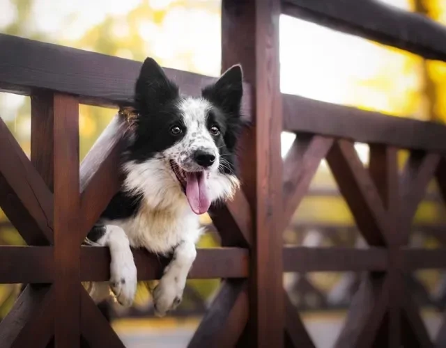 O Border Collie pode ter diferentes cores de pelagem e lidera o ranking de inteligência canina