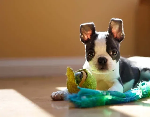 O Boston Terrier costuma ser confundido com o Bulldog Francês, mas tem suas diferenças