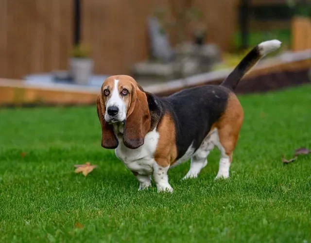 Raça Basset Hound tem o corpo de salsichinha igual ao Dachshund