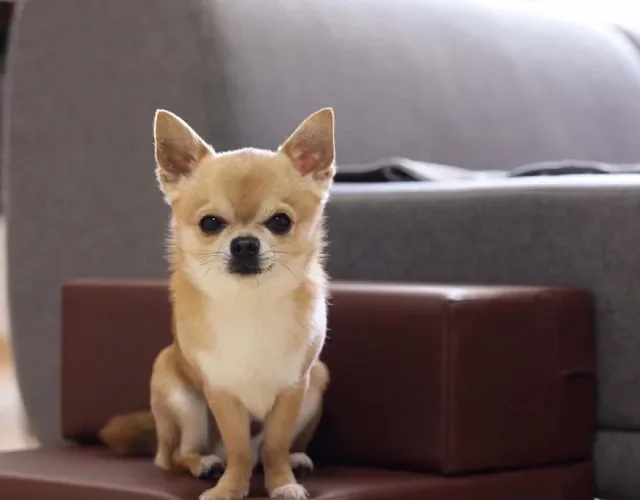 Chihuahua: cachorro é um dos mais populares