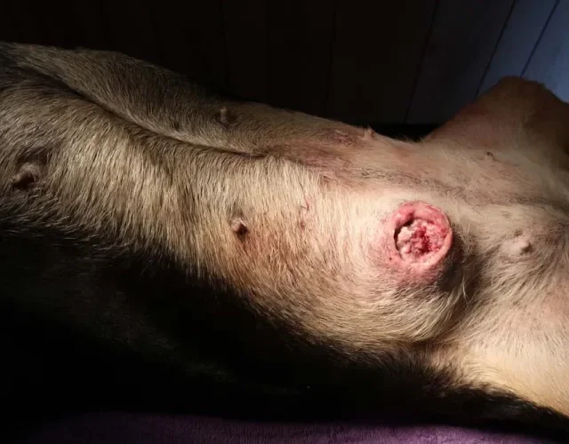 O câncer de mama em cadelas, nesse estágio, geralmente precisa de cirurgia O câncer de mama em cadelas, nesse estágio, geralmente precisa de cirurgia