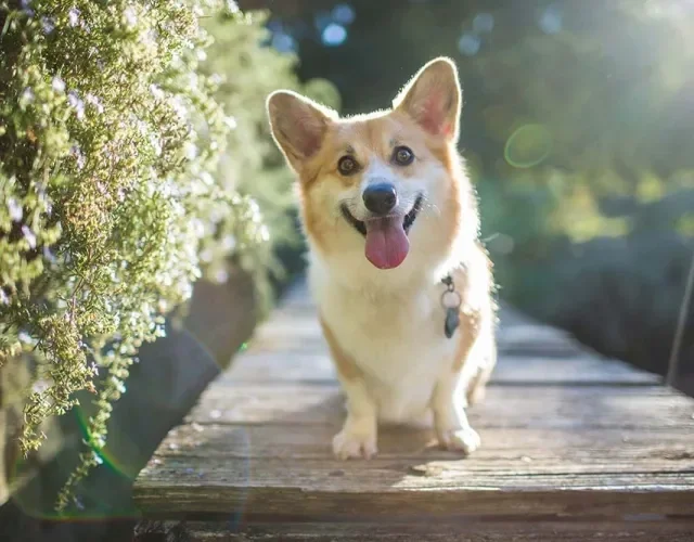 Corgi: o cachorro da rainha se popularizou