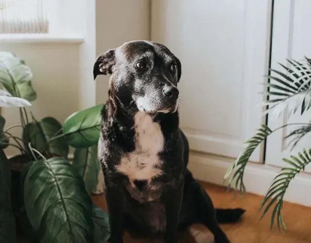 O cachorro vira-lata tem um cantinho especial em nossos corações
