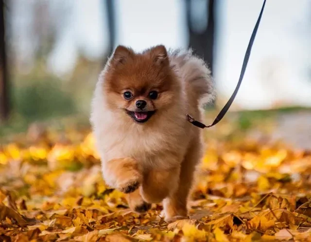 Essa raça de cachorro pequeno adora ficar na companhia da famí­lia
