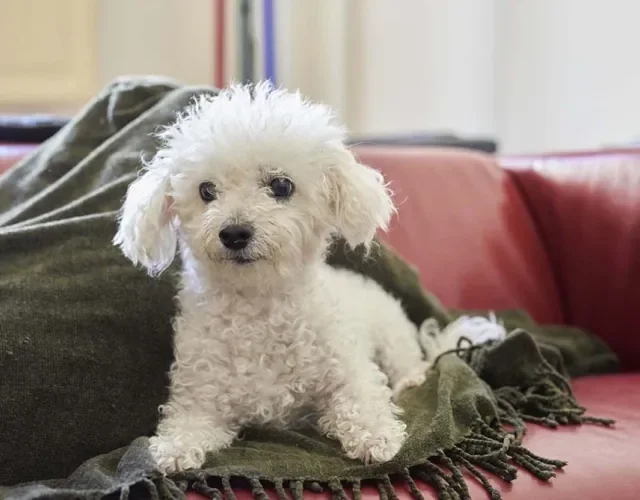 O Bichon Frisé é uma das menores raças de cachorro perfeitas para apartamentos
