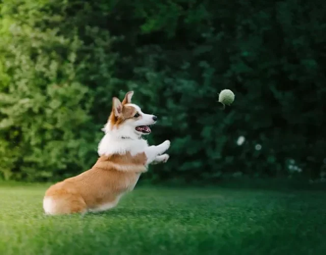 O Corgi é um exemplo de raças de cachorros pequenos super divertida